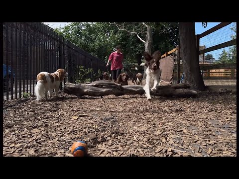 Day care for dogs in London (UK) 8/July/2024