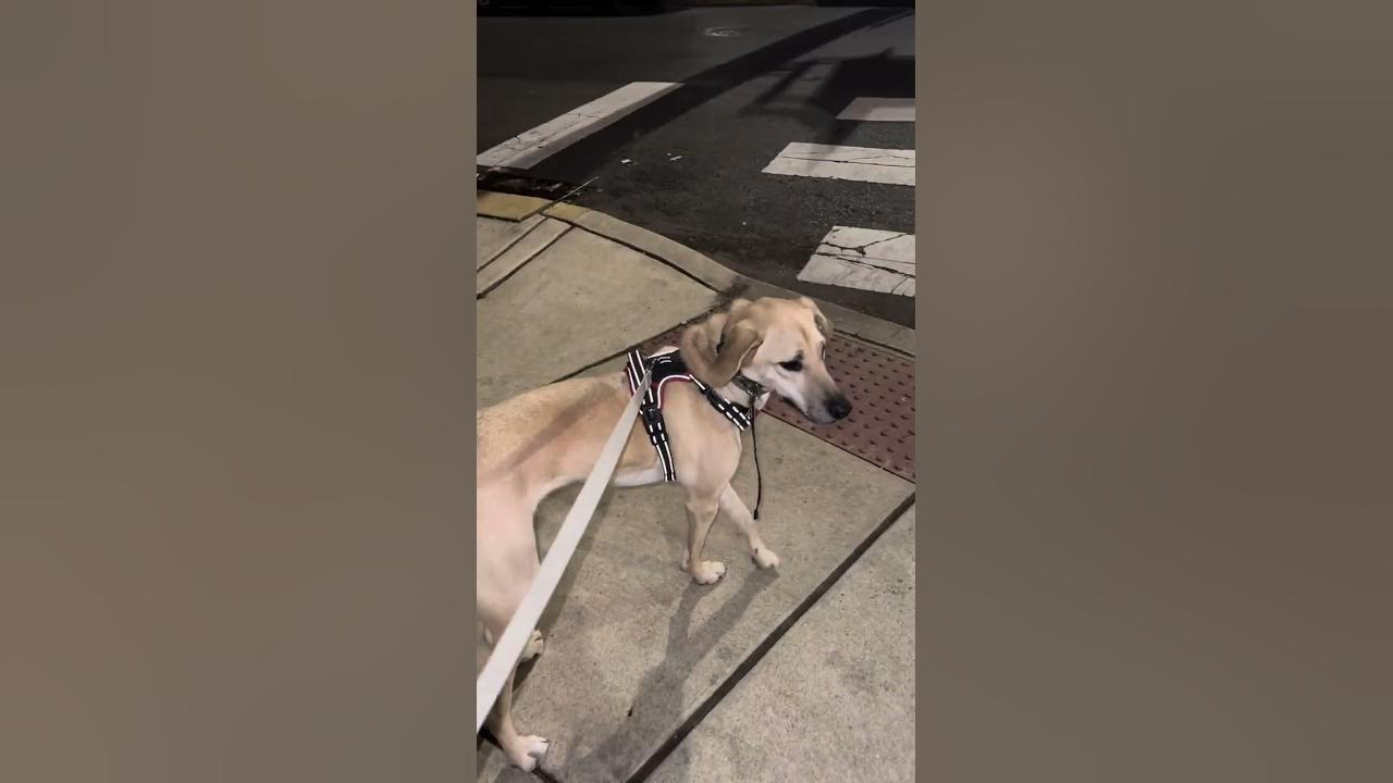 My dog night walking routine for my dog jack YouTube