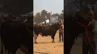 HF 🐄 Bull Competion 👌 DFA 2024 Kurukshetra #dfa2024 #dfaexpo