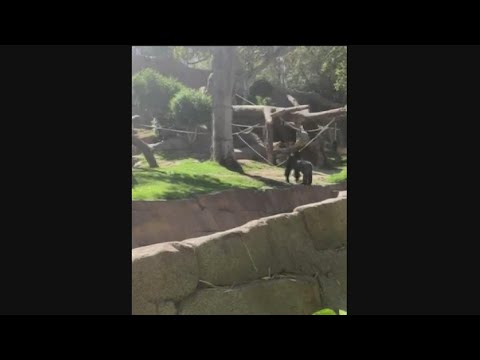 Video: Pet Scoop: Skadad hund sparad av poliser, San Diego Zoo välkomnar Baby Rhino