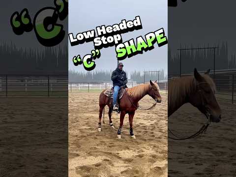 LOW HEAD N The STOP C SHAPE Bodycontrol Training Ur Horse Horsevideo Shorts Fyp Horseshow