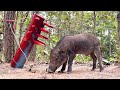 Wild boar trap installing wild boar using big wood  watermelon installing wildanimals