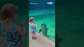 Dolphin befriends little girl