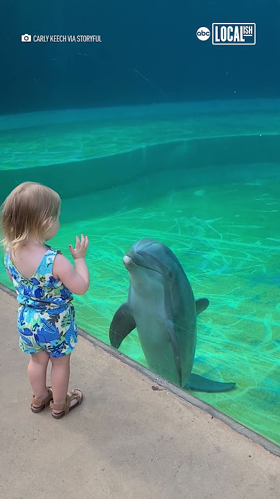 Dolphin befriends little girl