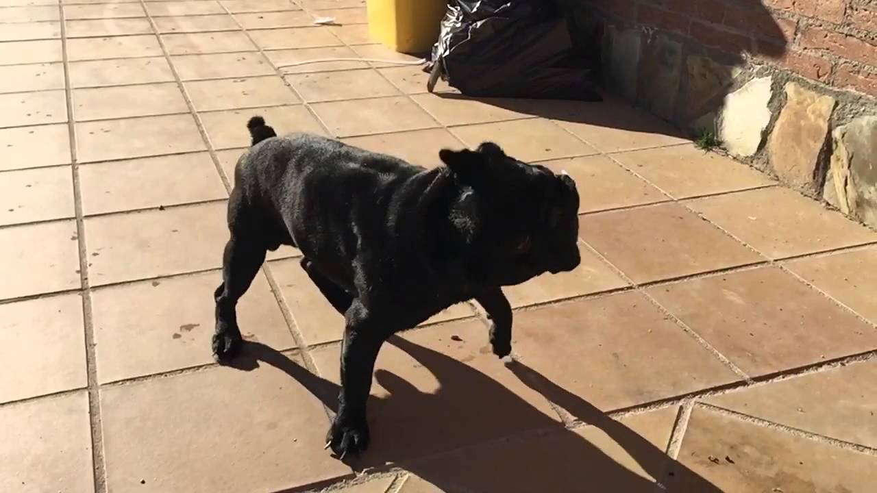 Ivanosky Brutus Baño