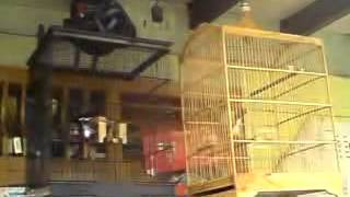 Ciblek Gacor owor owor