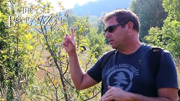 Collecting Wild Fruit Trees for Bonsai, Part 1, The Bonsai Zone, Sept 2019