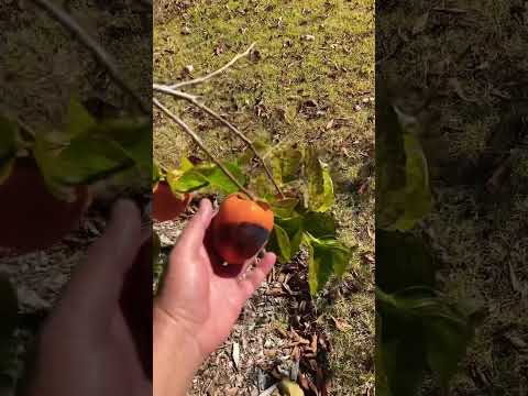 فاكهة الكاكي او الخرما قريبا في فيديو مفصل Persimmon Fruit