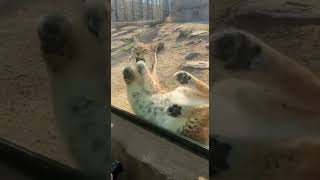 Wait A Sec Is This A Lynx Or A Giant Fluffy House Cat? That Roll Is So Cat-Like