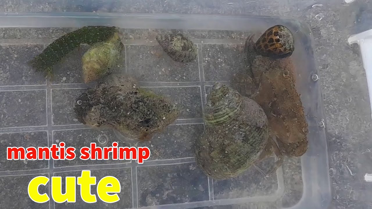 The cute little blue mantis shrimp can't escape my adorable racket ...