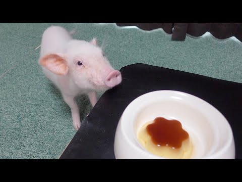 ミニブタとお同じお皿でプリンを食べてたらこうなりましたｗｗ【80日目】
