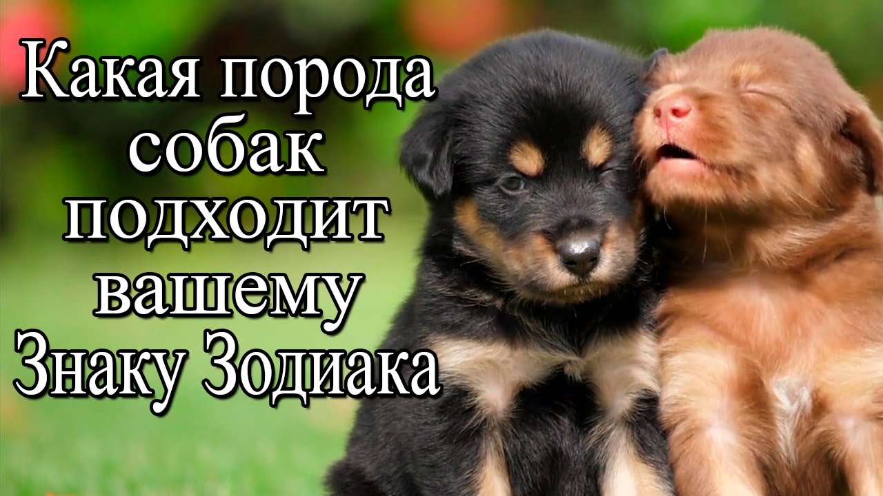 недорогие собаки мелких пород в Ростове-на-Дону