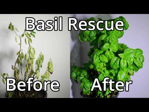 Video: Zal basilicum sterven in de winter - wat te doen met basilicum aan het einde van het seizoen