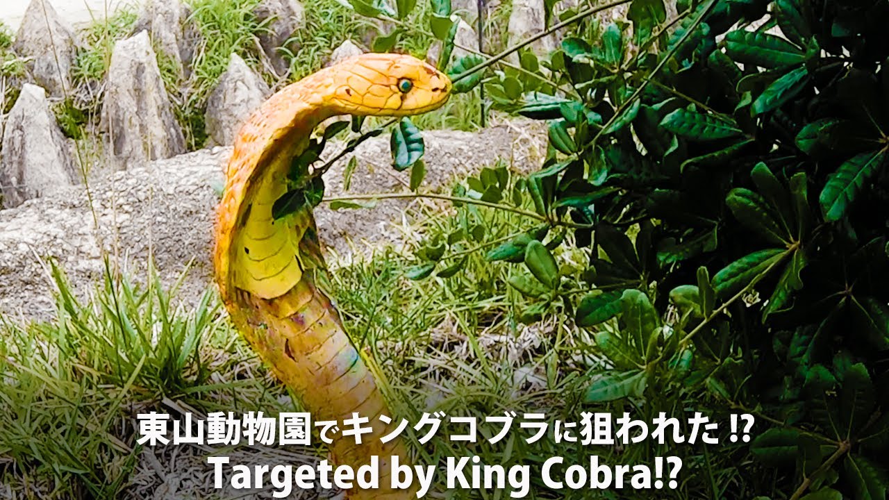東山動物園でキングコブラに狙われた！？ ｜Targeted by King Cobra