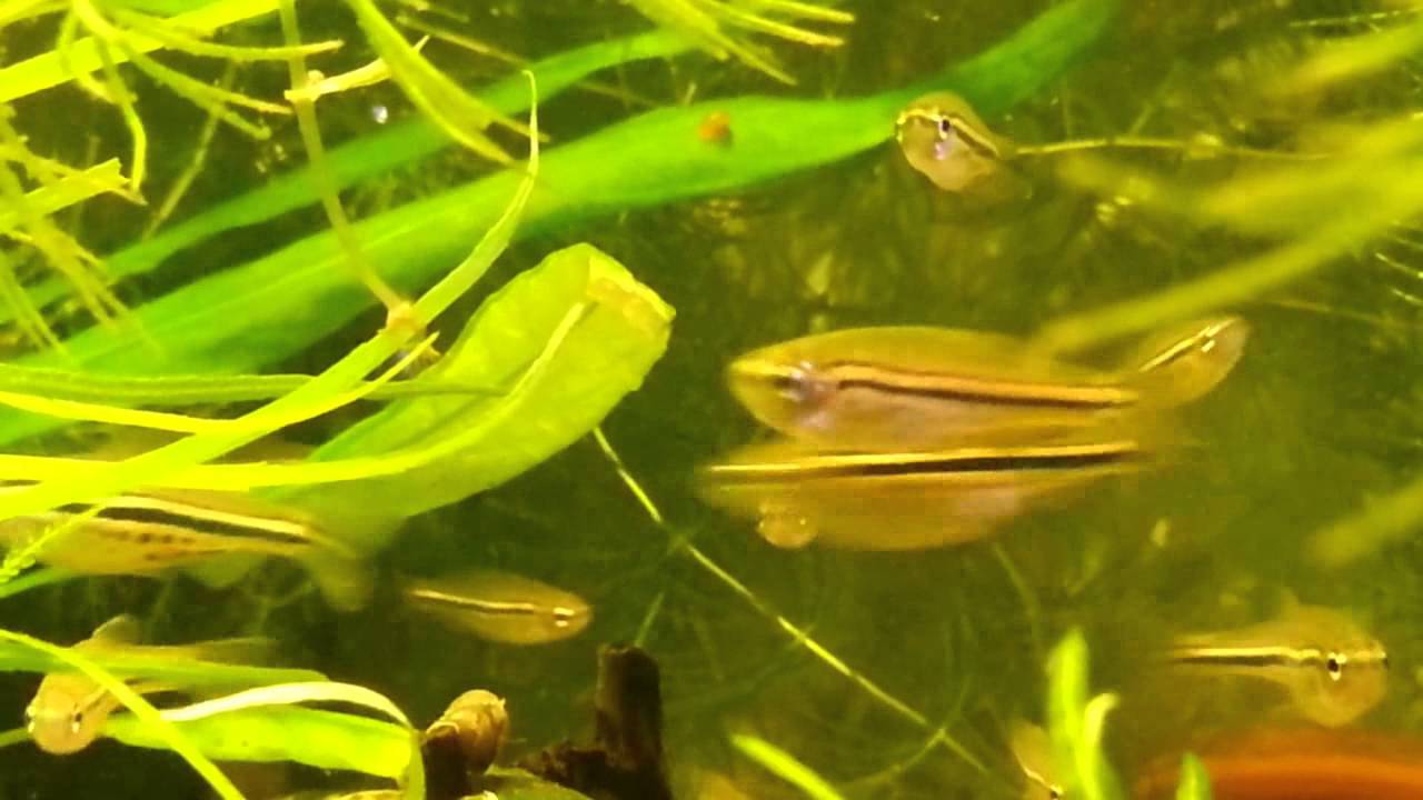 Danio nigrofasciatus