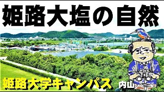姫路大塩の塩田跡の素晴らしき自然、キジ、ヌートリア、アカテガニ(総集編)【探検発見ほっとけん】内山裕之 姫路大塩の塩田跡の素晴らしき自然、キジ、ヌートリア、アカテガニ(総集編)【探検発見ほっとけん】内山裕之