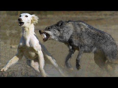 Video: Die Stunde Zwischen Dem Wolf Und Dem Hund - Alternative Ansicht