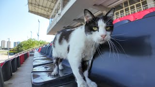 The stands at the racetrack are also cats' territory