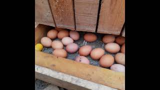 tyúk tojások, chicken eggs