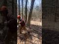 Dropping some trees #timber #cuttingtrees #logging #shorts #fyp