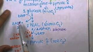 ormBio ver2 : Cellular respiration part 01