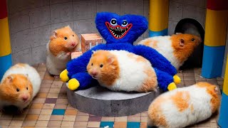 Hamster Destroys Poppy Playtime Maze In Real Life - New Monster Maze For Hamster