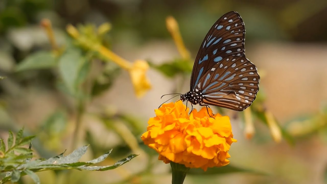 Grátis] Natureza, Paisagens - Vídeos Gratuitos