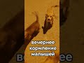 Малыши #maghrib #марокко #maghreb #dog #dogs #dogshorts #doglife #doglove #animals #animaux#youtube#