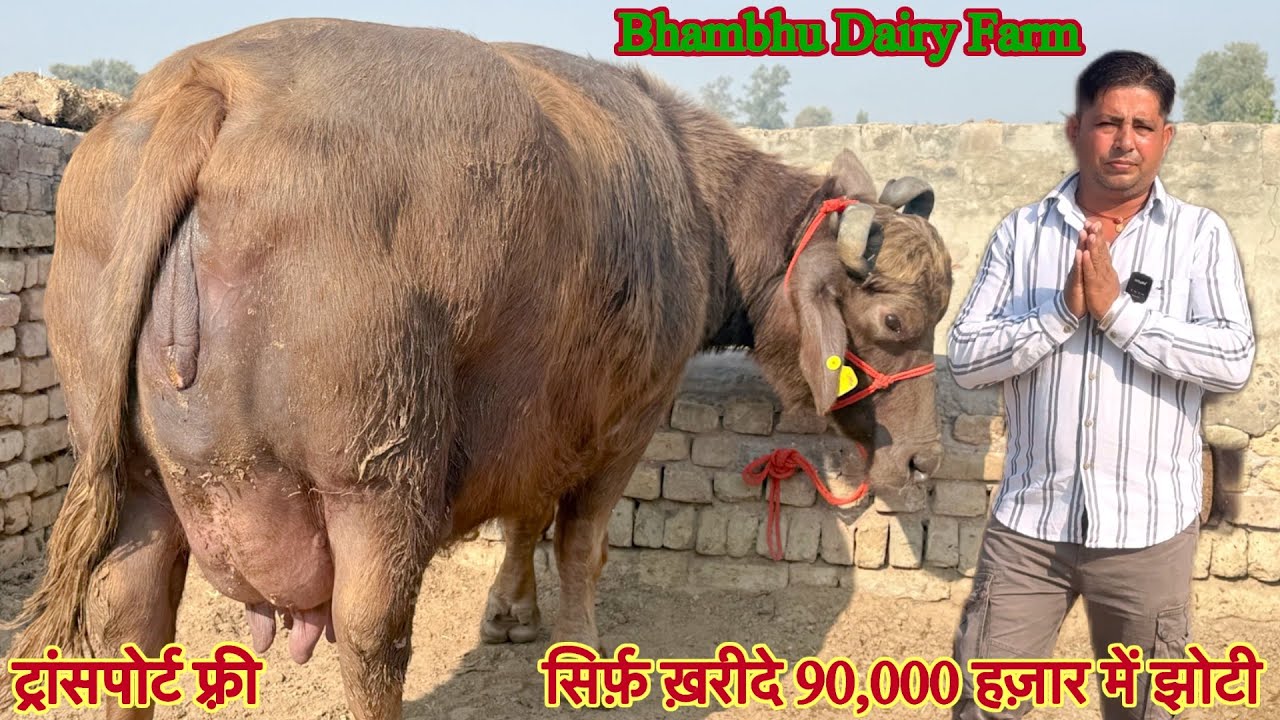 16 लीटर दूध तैयार की झोटी ✅ सिर्फ़ 90,000 में ख़रीदे 🏆20 Buffalo For Sale 😱ट्रांसपोर्ट फ़्री 🎉#bull 