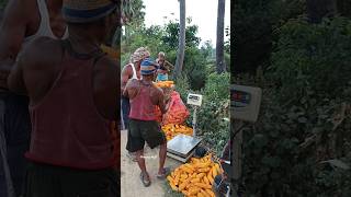 #kisan #trending #youtube #farming #maizefarming #harvesting