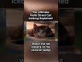 Ms. Bib - Ultimate Hello Street Cat Iceberg Explained