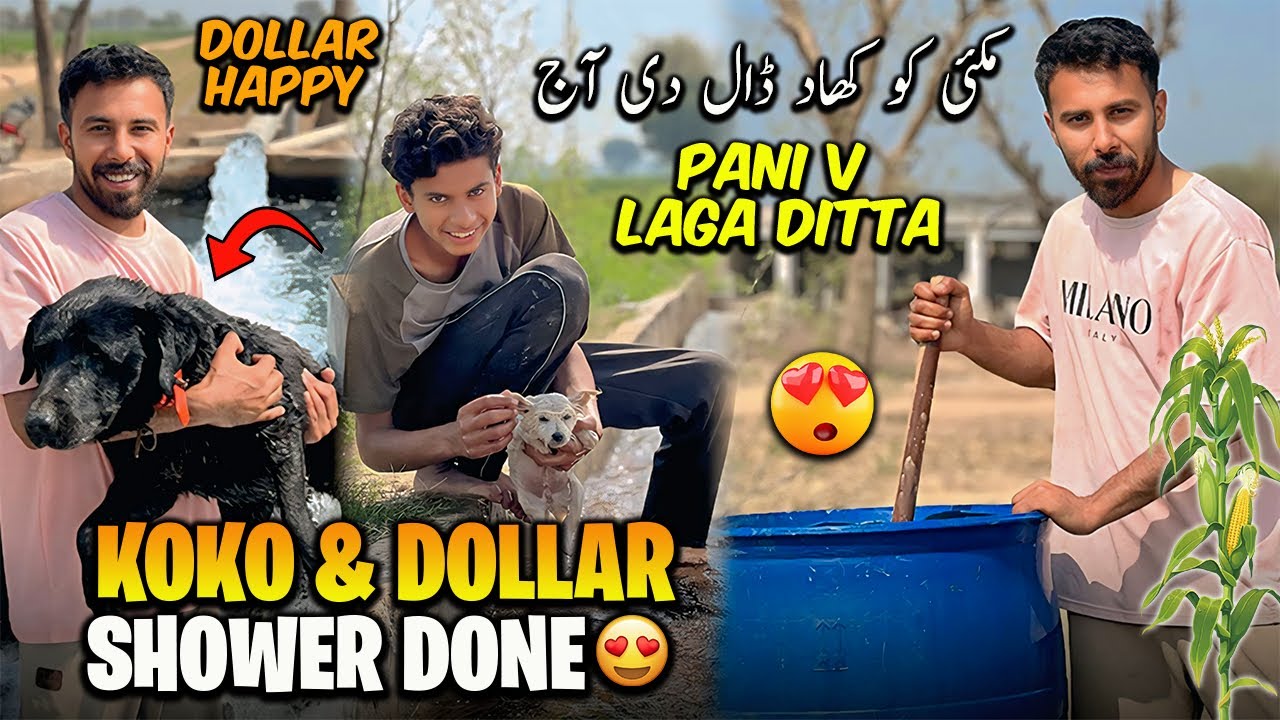 KoKo & Dollar Ko Tubewell me Nehla Diya😂😍مکئی کو کھاد ڈال کر پانی لگا دیا 