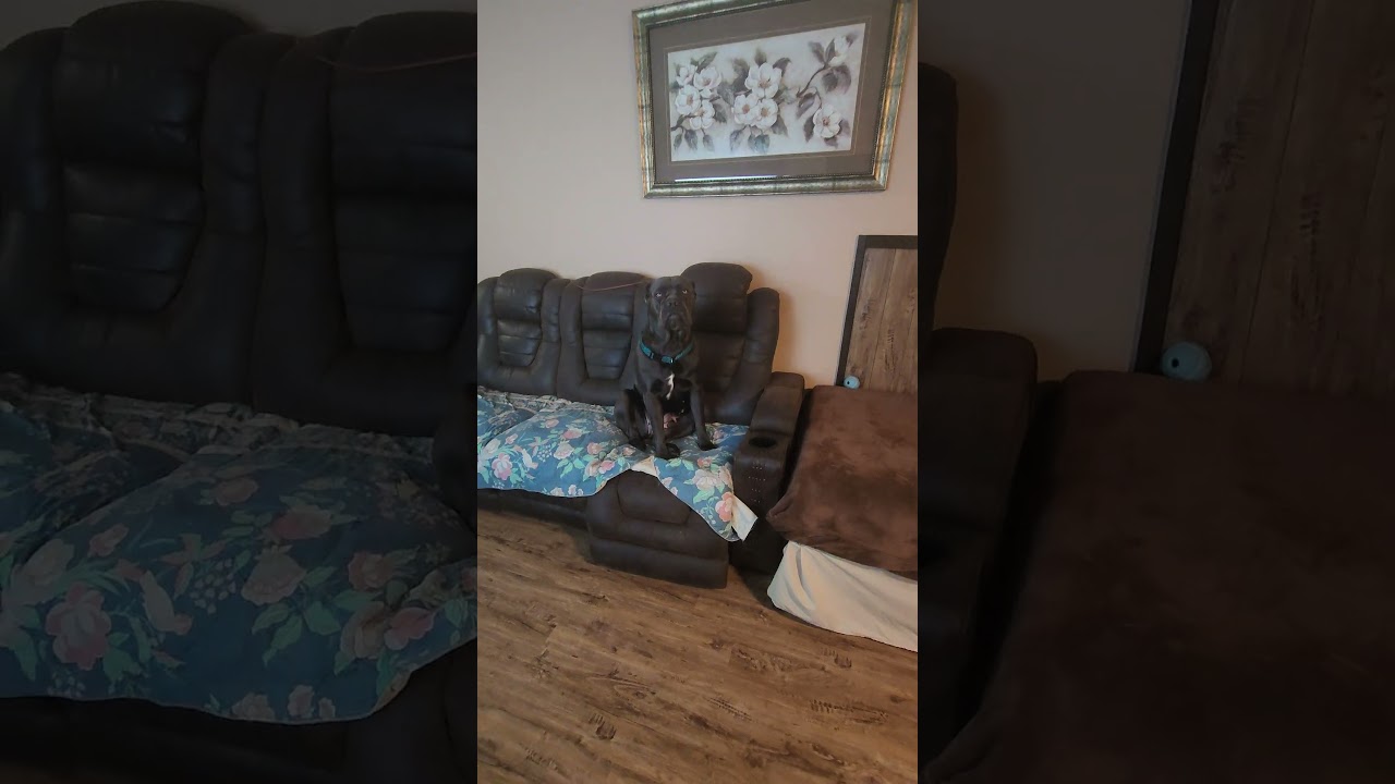 Cane corso Chi-chi was enjoying the super bowl 