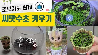 마트 씨앗수초로 초보자도 쉽게 수초 키우기