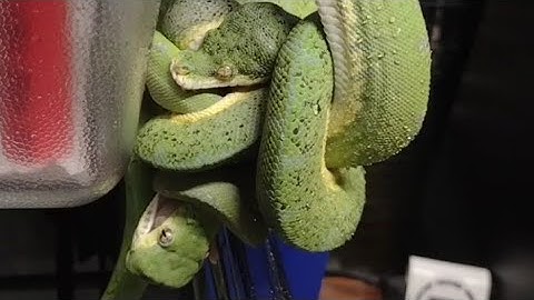 Green tree python feeding gone wrong #1