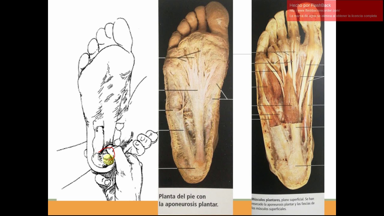 Cómo explorar pie y tobillo? Palpación