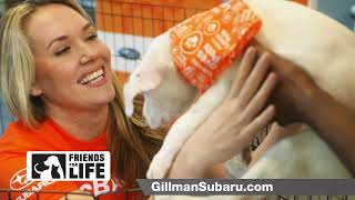 Barktoberfest October 2023 - "Subaru Loves Pets Adoption Event" at Gillman Subaru Houston, Texas
