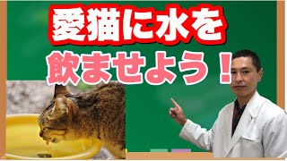 猫ちゃんに対する水の飲ませ方