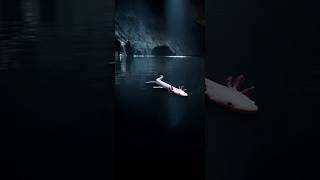 “5 Hidden Cave Dragon Facts Nobody Tells You: The Olm 🐉 #shorts