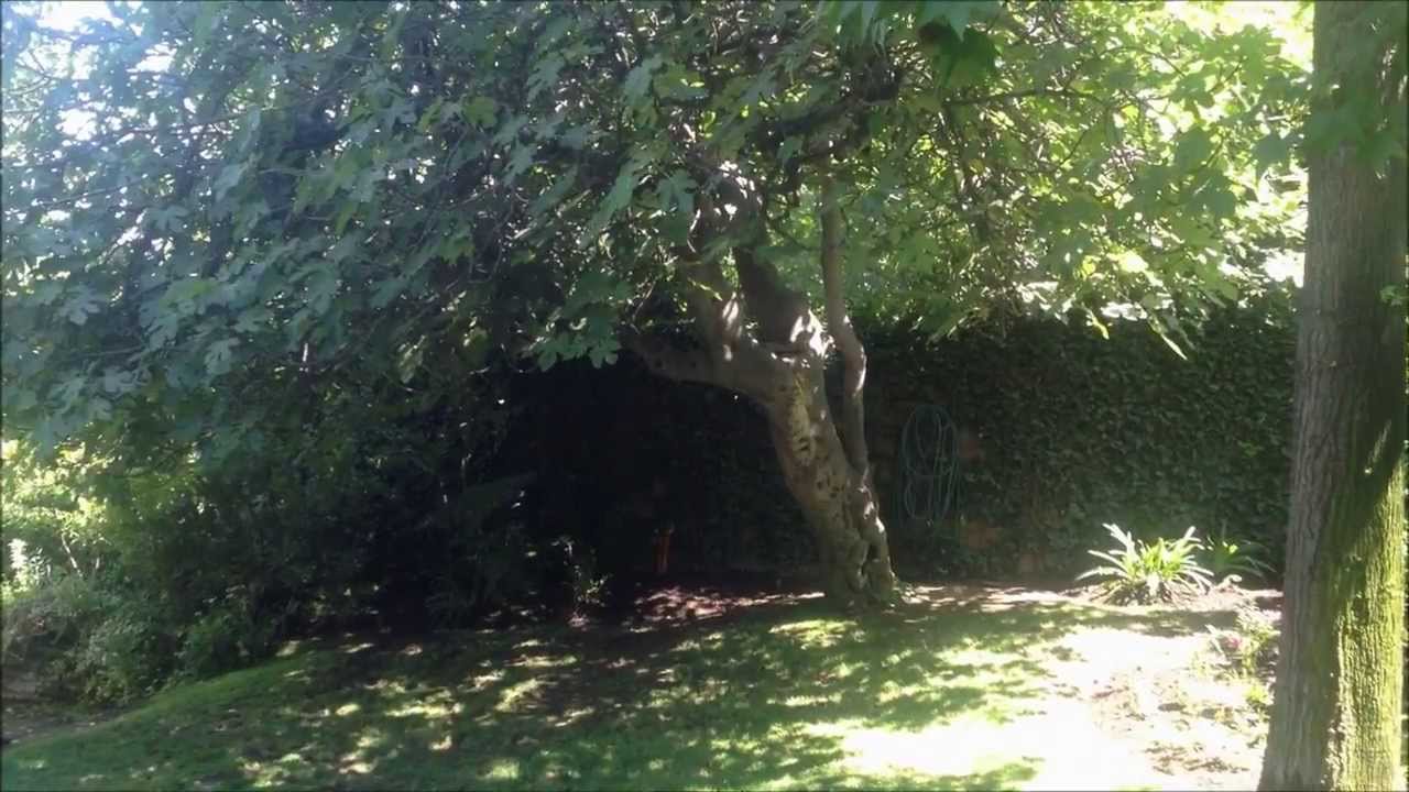 ASMR - My Garden in Chile