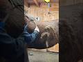 Part 1 of grooming Misty! #horse #mustang #sen #fyp #shorts #viral #spring #equestrian