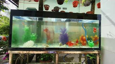 Set up hồ cá cho chị khách Gò Công | Cá Cảnh Nhật Toàn 0977022281