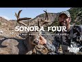 SONORA FOUR: The Best Damn Coues Deer Film Ever