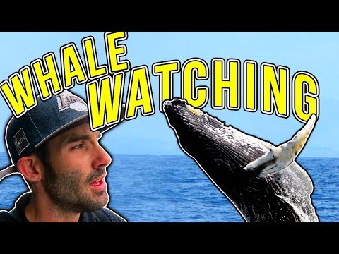 Video: How to Go Whale Watching sa Monterey at Santa Cruz