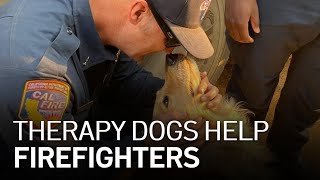 Therapy Dogs Help Wildfire Firefighters Disconnect From Demanding Work