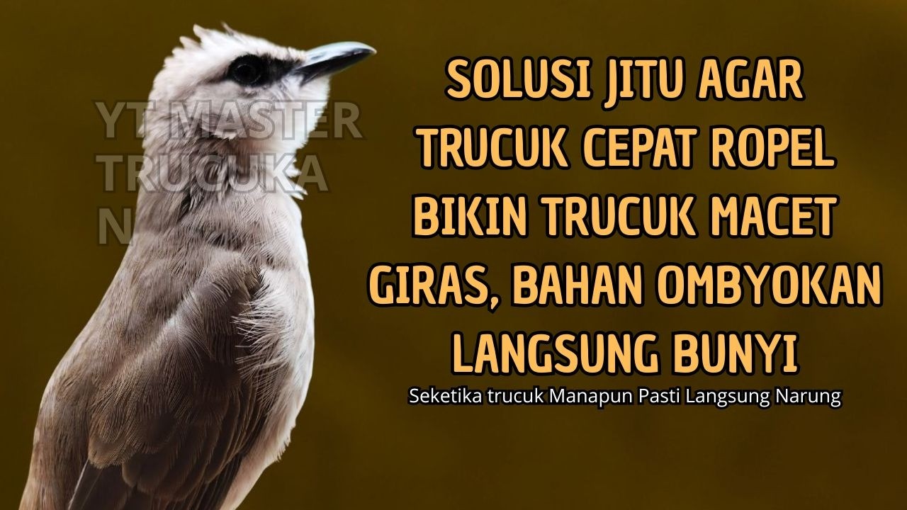 Trucukan GACOR ngalas ROPEL PANJANG suara alam AMPUH buat pancingan jadikan trucuk Gacor GARUDA