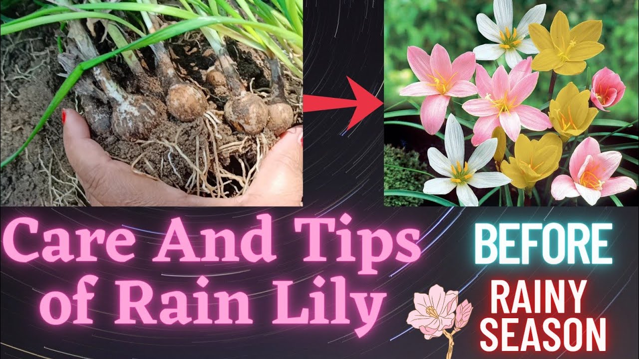 Rain Lily Care and Tips ।। Rain Lily Repotting before Rainy Season