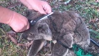 Woman Cuts Koala Free From Fence – His Reaction Is So Heartwarming!