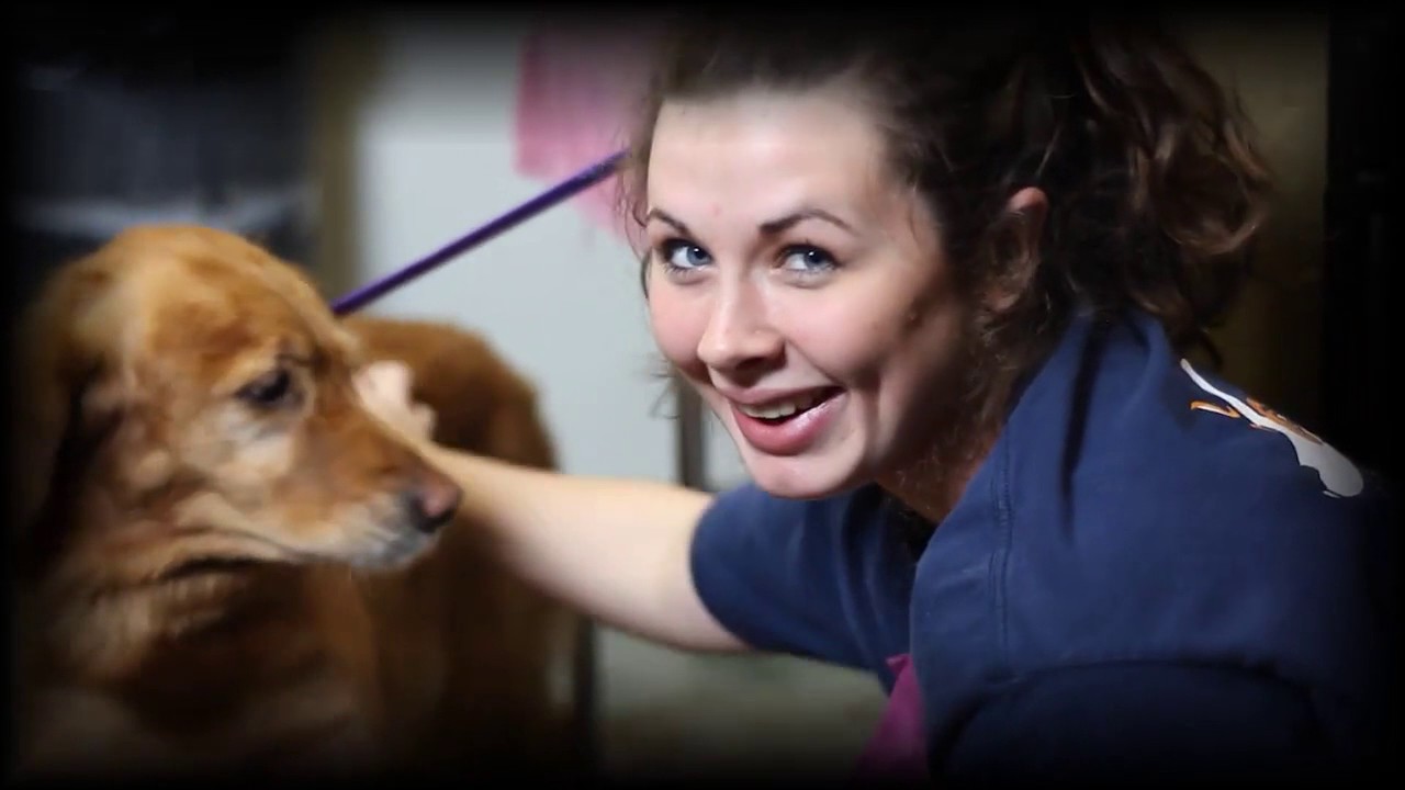 Learn More About Lucy’s Doggy Daycare YouTube