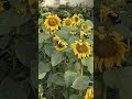 The sunflower theory wanna know? #sunflower#flowers#sunflowertheory